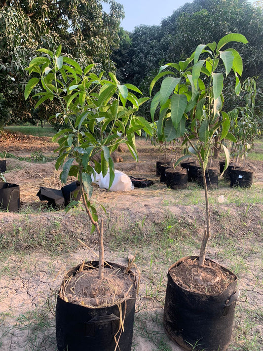 Chaunsa Mango Plant